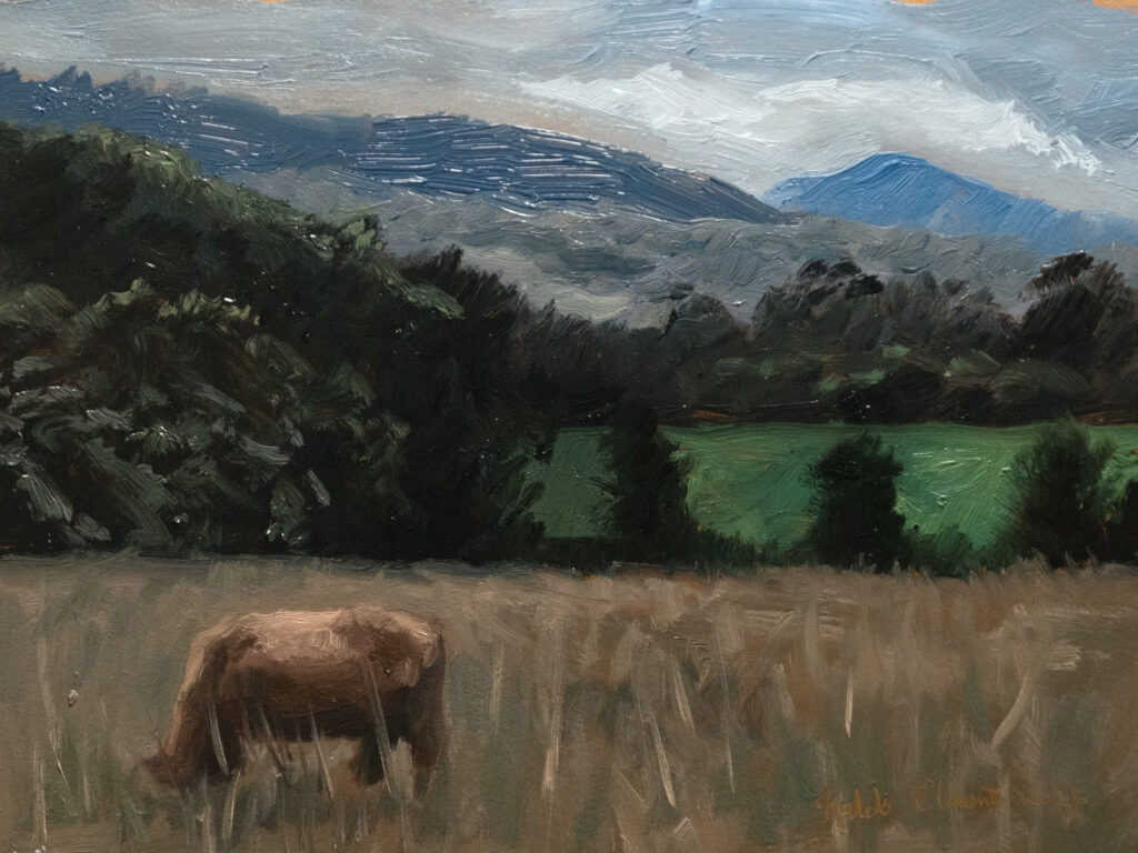 Cow Grazing